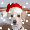 avatar WeIsAwesome_156