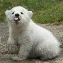 o_polar