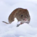rodents_