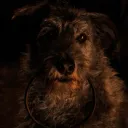 biscuitmydog