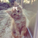 avatar 𝑯𝒊𝒃𝒂