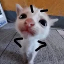 shashacorgiai