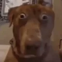 luffyelmejorprota avatar