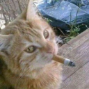 Vol. Gatto