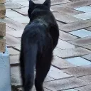 _sam_sam2_