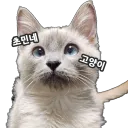 ch0m1n
