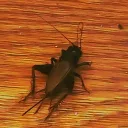 realdanster avatar