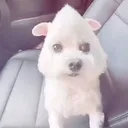 hamboa