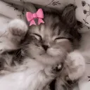 novakittycat