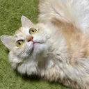 jester0854のアバター