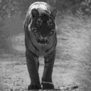 avatar ꧁🥀 𝐭𝐢𝐠𝐞𝐫🥀꧂