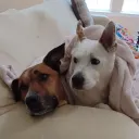 awesomebaboon avatar