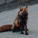 underworldfox2