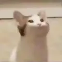 pfp