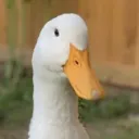 forplehoogan