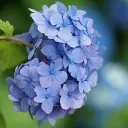 hydrangea3521 avatar