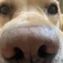 dozzify_