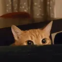 serenitymeow