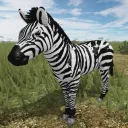 zebraegg