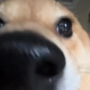 avatar German shepard diagnosed with dw