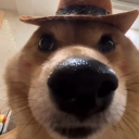 avatar German shepard diagnosed with dw
