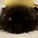 sbuppy
