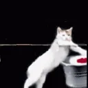 laundrycat.