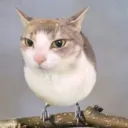 watermelon_cat22 avatar