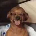 _chi.bog