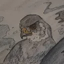falcoperegrinus1967 avatar