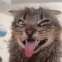 scattypie