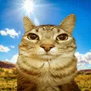 nitsugamf avatar