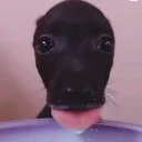 thanky0ufortheven0m avatar