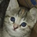 los_angeles_azules avatar