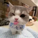 los_angeles_azules avatar