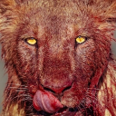 avatar ᛚᛁᚱᚨᚾ ⚡ 👑