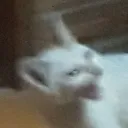 thecatron avatar