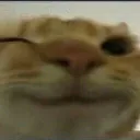 izzp