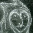 myxogastrid