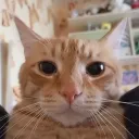 nz.catw