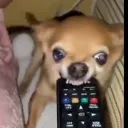sangoo
