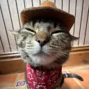 scaredykat