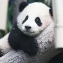 hadilepanda