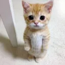 schattt