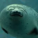 will_phsycoseal