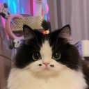Juicyhoki