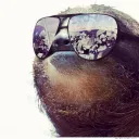 twotoedsloth