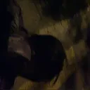 marfeyx