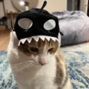 zucify.
