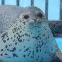 pogseal